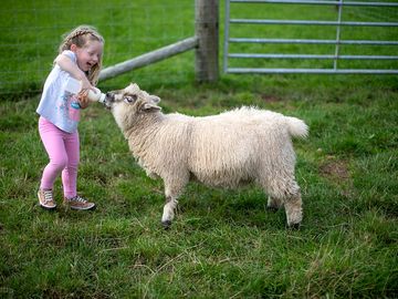 Meet the farm animals