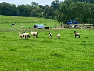 Working livestock farm with sheep, cows and free-range poultry