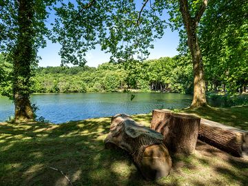 Lake surrounded by trees