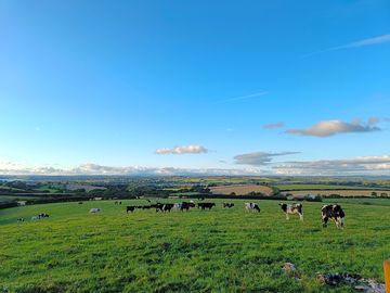 Cows on the farm