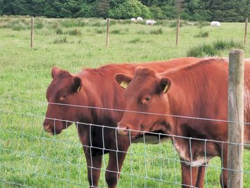 Nearby cows