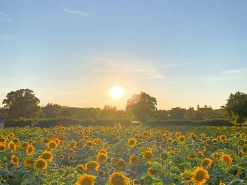 Pitch up right next to the sunflowers, which provide food for the birds in autumn