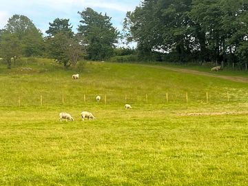 The grass pitch area