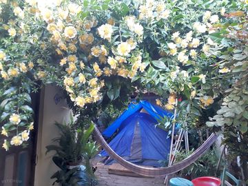 Tent among the flowers