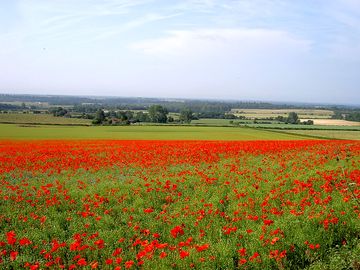 Southwesterly view across field of poppies