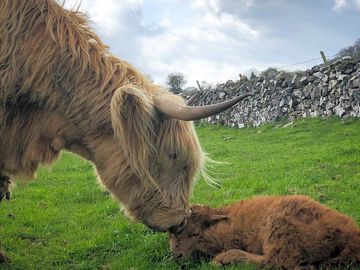 Highland cows around the farm (added by manager 08 May 2019)