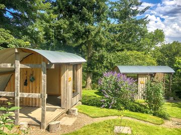 Laurel and sycamore pods