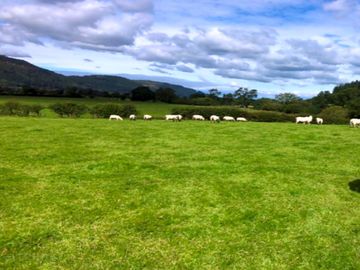 Meadow days!