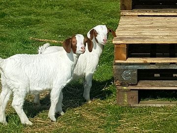 Curious goats