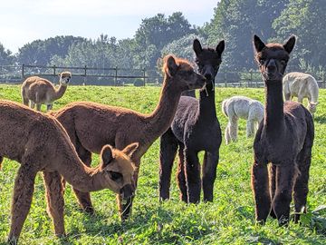 Alpacas