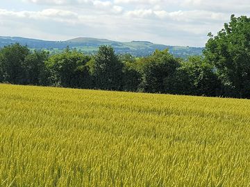 View over the weaver hills with wheat fields around