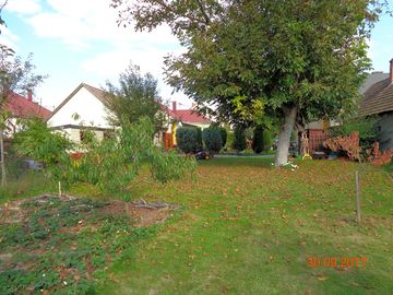 Leafy garden