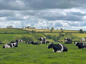 Cows on the farm