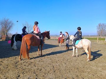 Horse riding on site