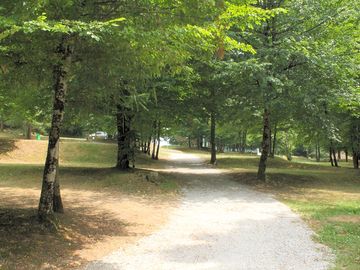 Leafy site