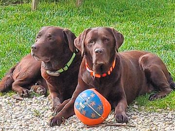 Ozzy and bruce