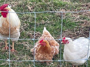 Resident hens