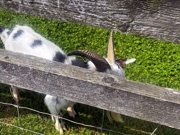 There’s a few animals on site