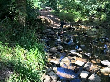 Walks in the new forest