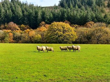 Local sheep