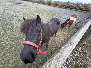 Pony petting