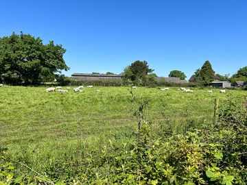 Sheep out enjoying the sunshine