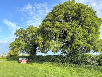 Leafy pitches at cotswold lakes camping