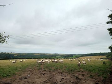 Sheep on the farm