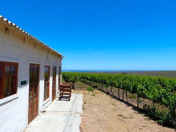 View over the vines