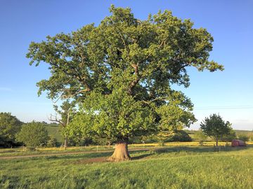 View of the old oak