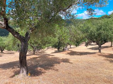 Pitches with trees