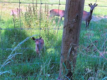 Wildlife along the footpath
