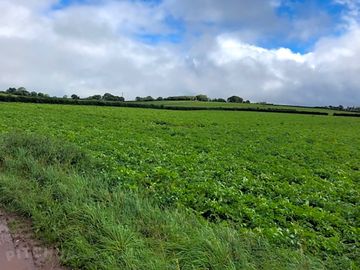 Grass pitches