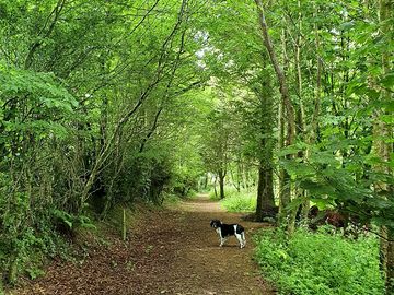 Woodland path