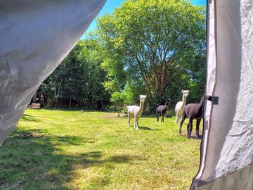 Looking out from your tent