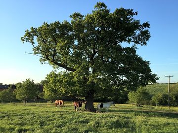 Wake up with horses and cows next door