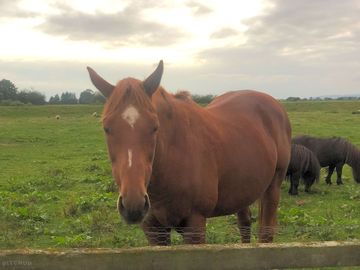 Coole dodger the racehorse