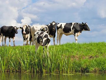 Cows in the neighbouring field
