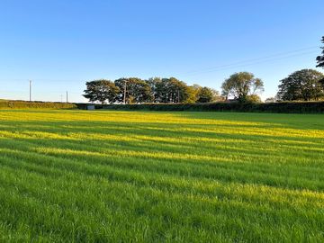 Views over the meadow field