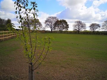 Newly grassed area