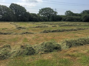 Jeffreyston field