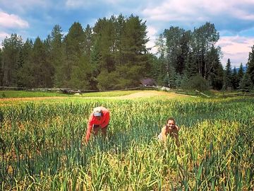 Fields of glory