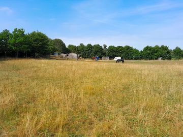 Horses in the field