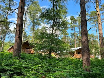 Safari tents set in the trees