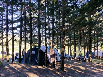 Camping field surrounded by trees
