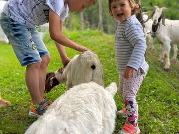 Family-friendly animals