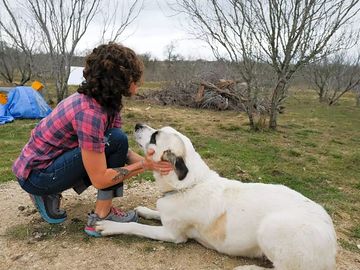 Farm dog