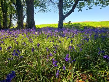 The bluebells in the woodland.