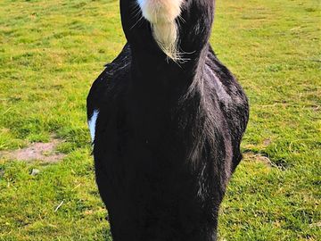 Smiling goat