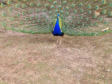 Peacock showing plumage